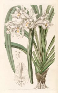 Cymbidium mastersii by Miss Drake